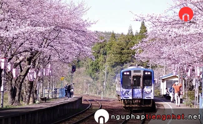 Những địa điểm ngắm hoa anh đào ở ishikawa - 能登さくら駅(能登鹿島駅)の桜