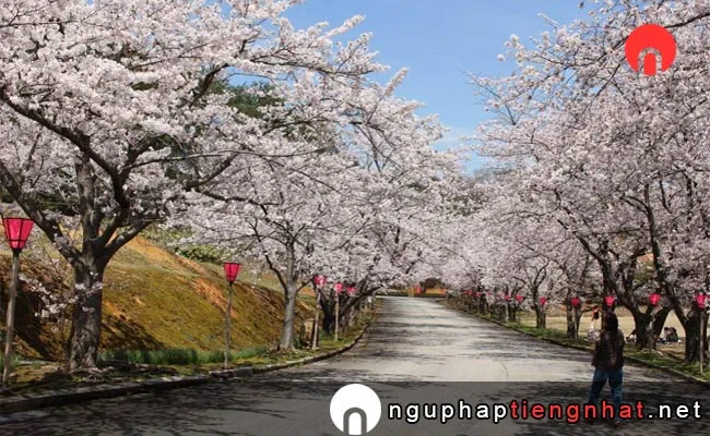 Những địa điểm ngắm hoa anh đào ở ishikawa - 能登町柳田植物公園