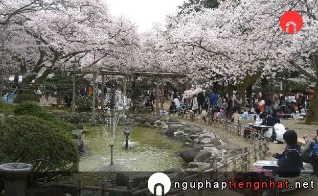Những địa điểm ngắm hoa anh đào ở ishikawa - 小丸山城址公園