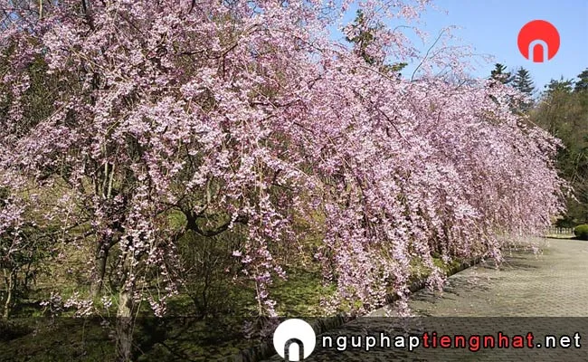 Những địa điểm ngắm hoa anh đào ở ishikawa - 七尾市希望の丘公園