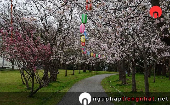 Những địa điểm ngắm hoa anh đào ở ishikawa - 輪島市 一本松公園