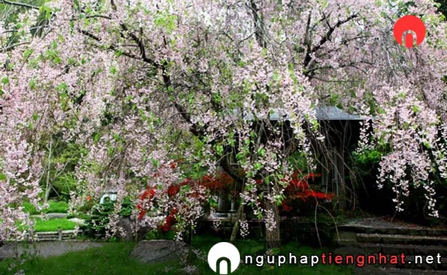 Những địa điểm ngắm hoa anh đào ở ishikawa - 阿岸本誓寺