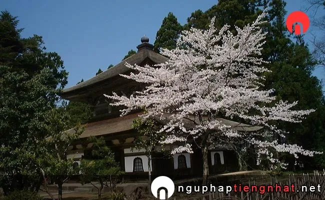 Những địa điểm ngắm hoa anh đào ở ishikawa - 本荘公園