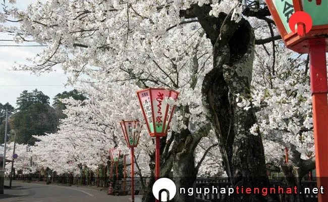 Những địa điểm ngắm hoa anh đào ở ishikawa - 八塩いこいの森