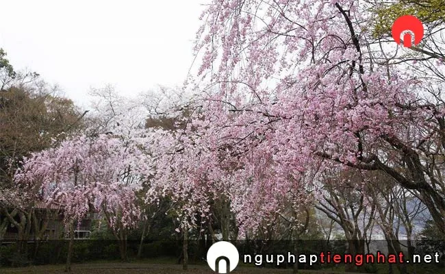 Những địa điểm ngắm hoa anh đào ở ishikawa - 大堰宮公園