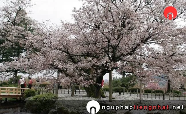 Những địa điểm ngắm hoa anh đào ở ishikawa - 特別名勝兼六園