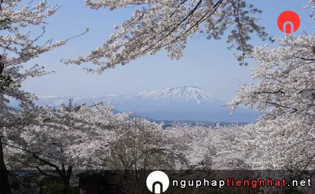 Những địa điểm ngắm hoa anh đào ở iwate - công viên 紫波城山公園