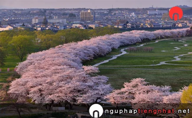 Những địa điểm ngắm hoa anh đào ở iwate - công viên 北上展勝地