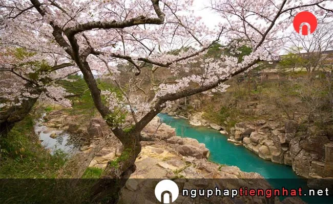 Những địa điểm ngắm hoa anh đào ở iwate - 厳美渓