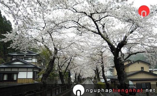 Những địa điểm ngắm hoa anh đào ở iwate - 唐丹町本郷