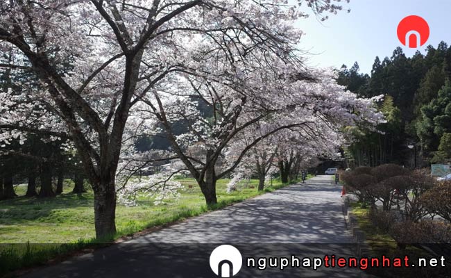 Những địa điểm ngắm hoa anh đào ở iwate - 中尊寺