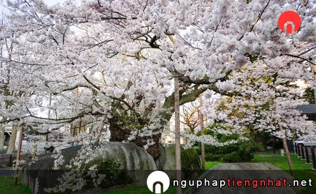 Những địa điểm ngắm hoa anh đào ở iwate - 石割桜