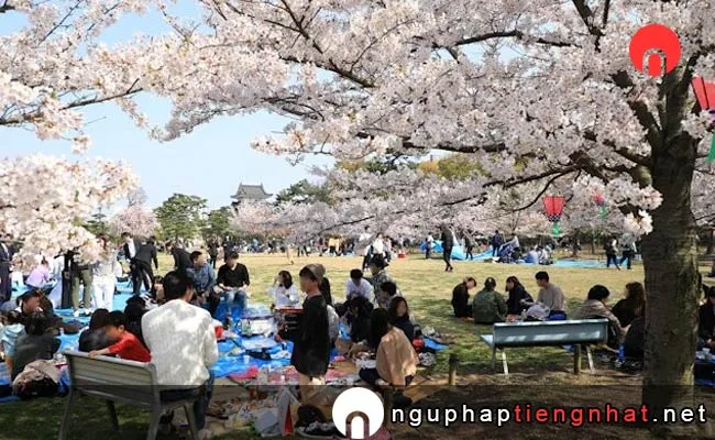 Những địa điểm ngắm hoa anh đào ở kagawa - 玉藻公園