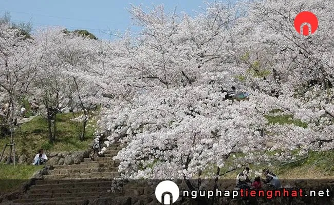 Những địa điểm ngắm hoa anh đào ở kagawa - 県立桃陵公園