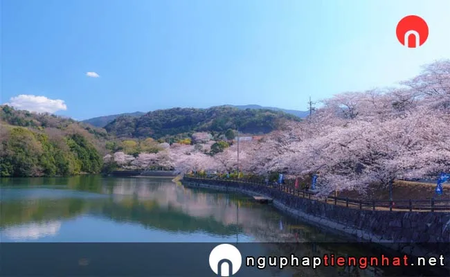 Những địa điểm ngắm hoa anh đào ở kagawa - 戸川ダム