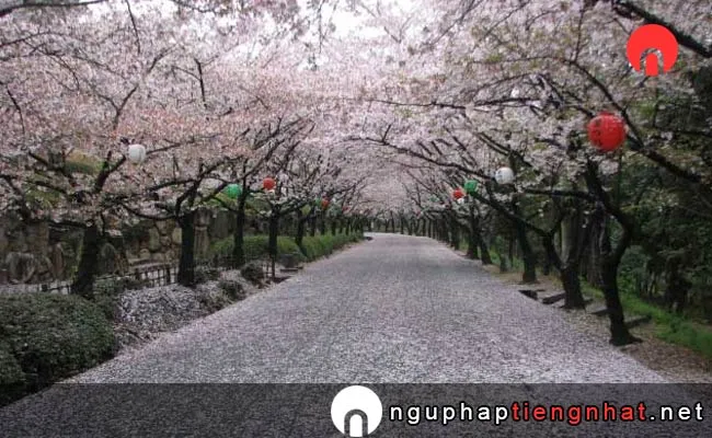 Những địa điểm ngắm hoa anh đào ở kagawa - 公渕森林公園