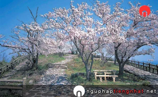 Những địa điểm ngắm hoa anh đào ở kagawa - 女木島の桜