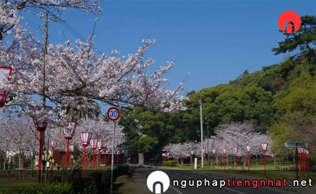 Những địa điểm ngắm hoa anh đào ở kagawa - 県立琴弾公園