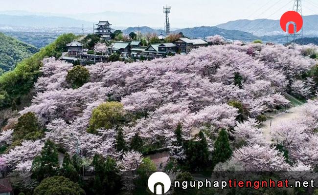 Những địa điểm ngắm hoa anh đào ở kagawa - 朝日山森林公園