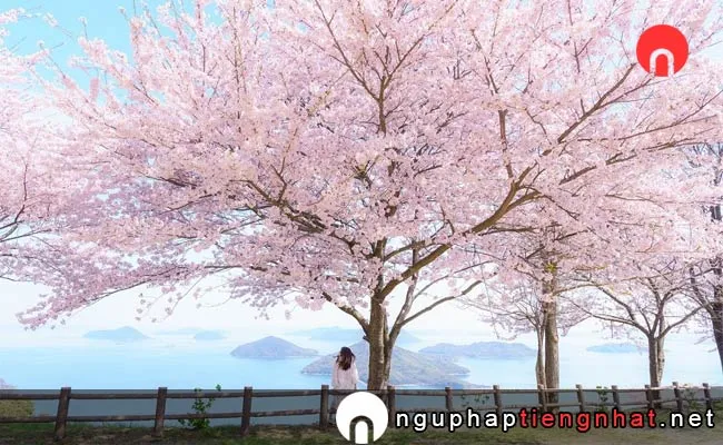 Những địa điểm ngắm hoa anh đào ở kagawa - 紫雲出山