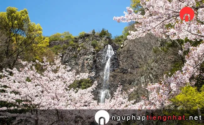 Những địa điểm ngắm hoa anh đào ở kagawa - 不動の滝カントリーパーク