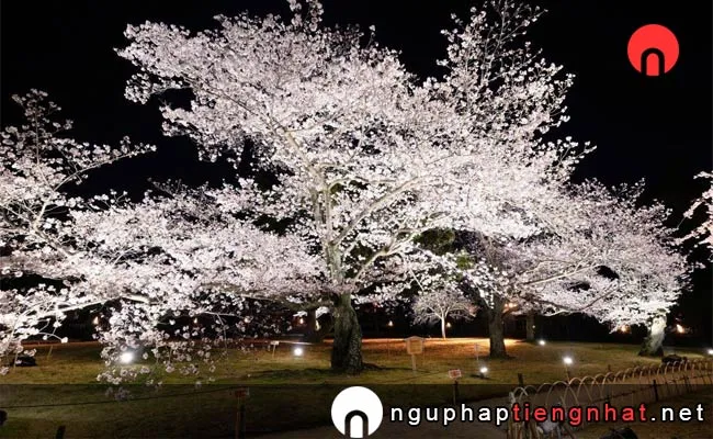 Những địa điểm ngắm hoa anh đào ở kagawa - 栗林公園