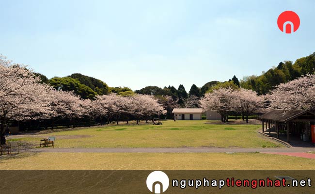 Những địa điểm ngắm hoa anh đào ở kagoshima - 鹿児島市平川動物公園