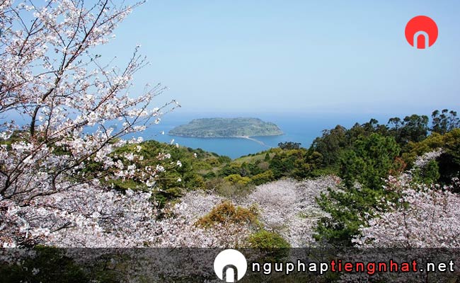 Những địa điểm ngắm hoa anh đào ở kagoshima - 魚見岳