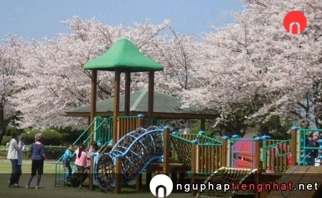 Những địa điểm ngắm hoa anh đào ở kagoshima - 寺山いこいの広場