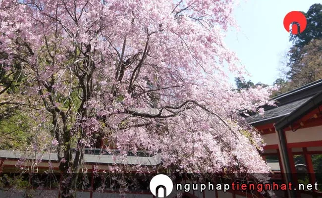 Những địa điểm ngắm hoa anh đào ở kagoshima - 霧島神宮