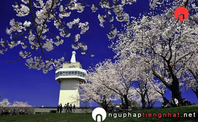 Những địa điểm ngắm hoa anh đào ở kagoshima - 城山公園の桜(鹿児島県)