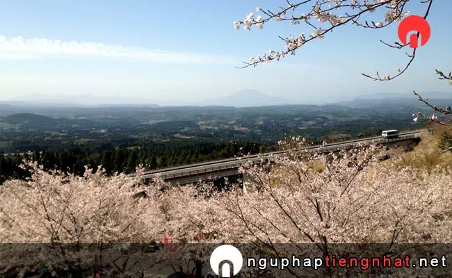 Những địa điểm ngắm hoa anh đào ở kagoshima - 霧島神話の里公園