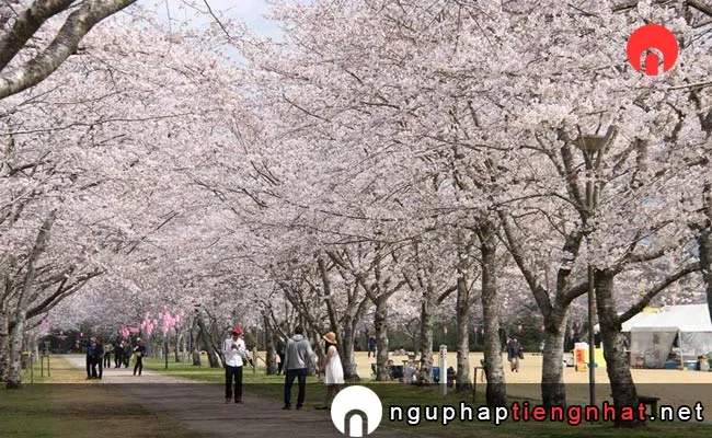 Những địa điểm ngắm hoa anh đào ở kagoshima - 忠元公園