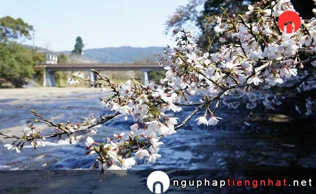 Những địa điểm ngắm hoa anh đào ở kagoshima - 花瀬自然公園