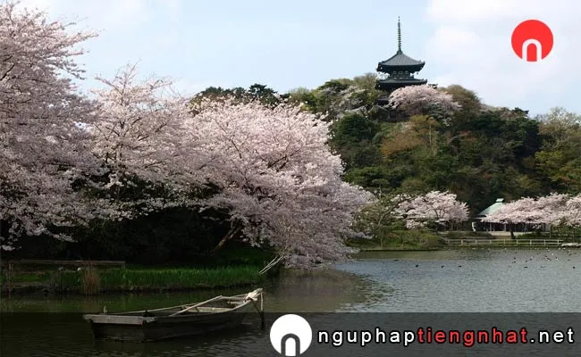 Những địa điểm ngắm hoa anh đào ở kanagawa - 能代公園