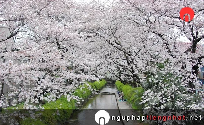 Những địa điểm ngắm hoa anh đào ở kanagawa - 二ヶ領用水宿河原堀