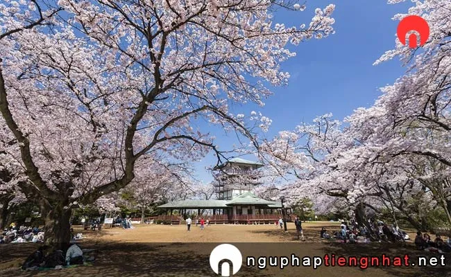 Những địa điểm ngắm hoa anh đào ở kanagawa - 生田緑地