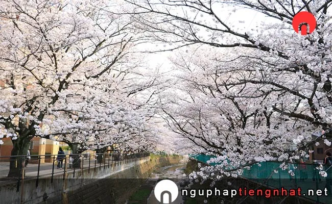 Những địa điểm ngắm hoa anh đào ở kanagawa - 勢至公園