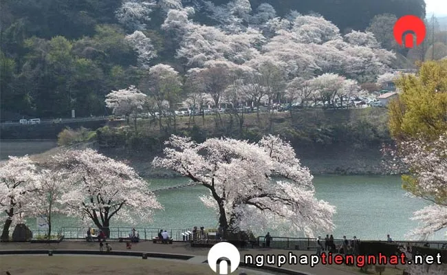 Những địa điểm ngắm hoa anh đào ở kanagawa - 桧木内川堤