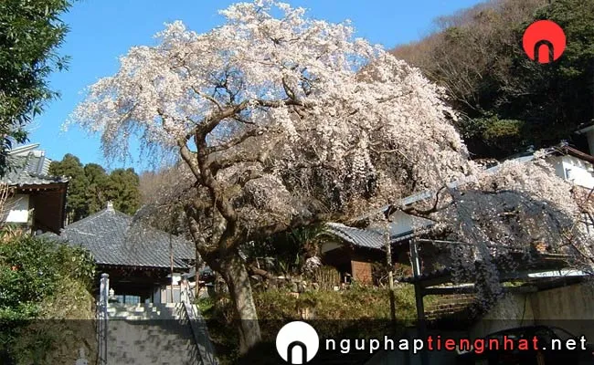 Những địa điểm ngắm hoa anh đào ở kanagawa - 御所の台ふれあいパーク