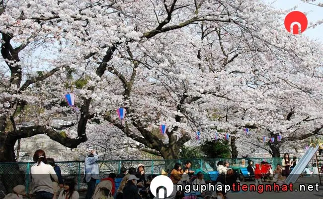 Những địa điểm ngắm hoa anh đào ở kanagawa - 船越南郷公園