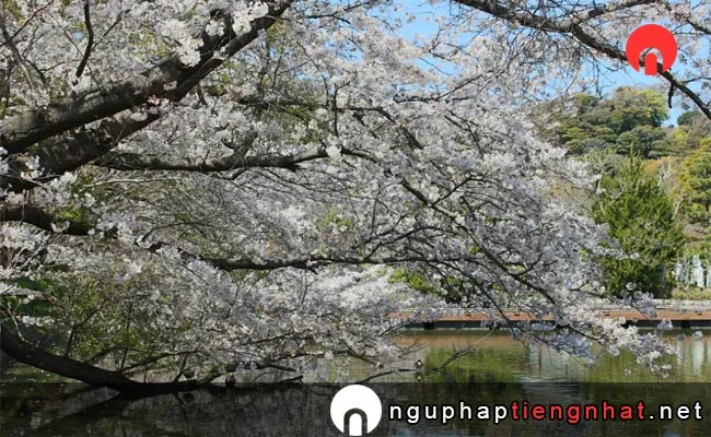 Những địa điểm ngắm hoa anh đào ở kanagawa - 鶴岡八幡宮