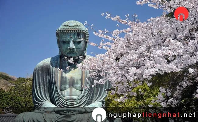 Những địa điểm ngắm hoa anh đào ở kanagawa - 鎌倉大仏殿高徳院