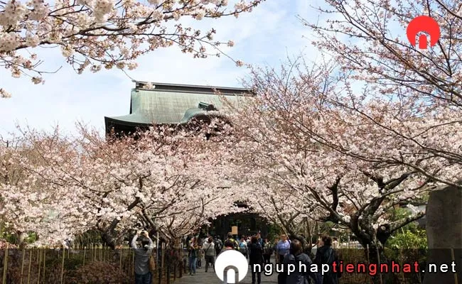 Những địa điểm ngắm hoa anh đào ở kanagawa - 建長寺の桜