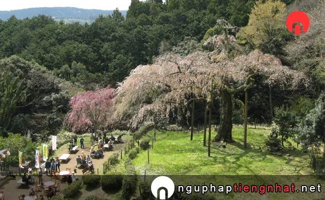 Những địa điểm ngắm hoa anh đào ở kanagawa - 長興山紹太寺のしだれ