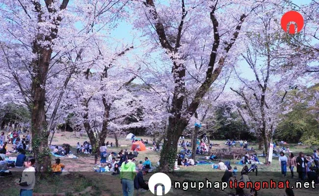 Những địa điểm ngắm hoa anh đào ở kanagawa - 飯山白山森林公園