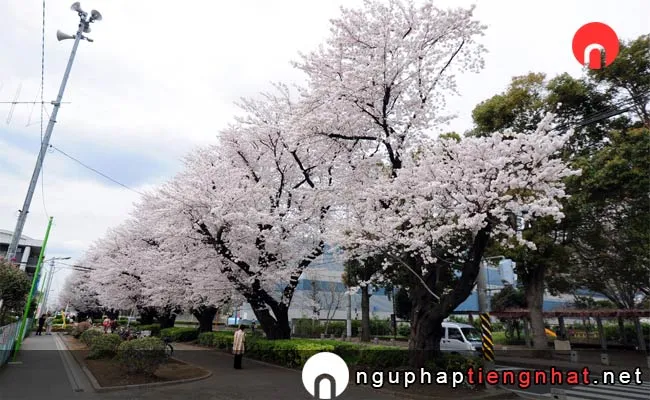 Những địa điểm ngắm hoa anh đào ở kanagawa - 金目川桜並木