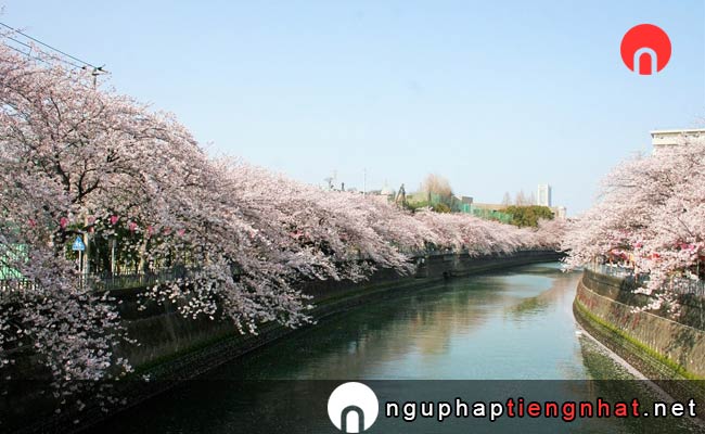 Những địa điểm ngắm hoa anh đào ở kanagawa - 横手公園