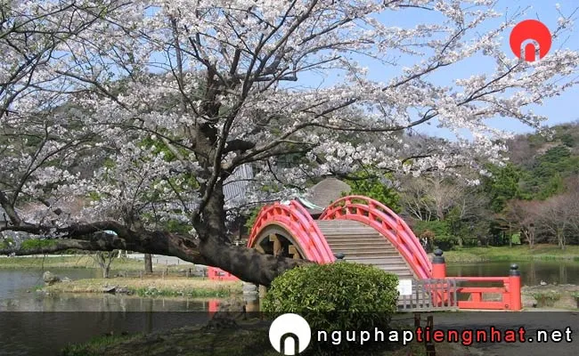 Những địa điểm ngắm hoa anh đào ở kanagawa - 前森公園