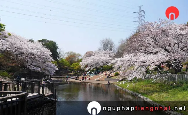 Những địa điểm ngắm hoa anh đào ở kanagawa - 岸根公園